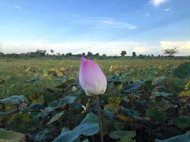 ロータスファームの蓮の花